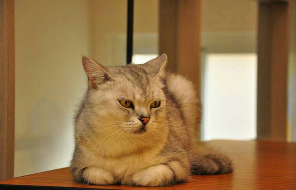 猫丢了怎样把猫引出来