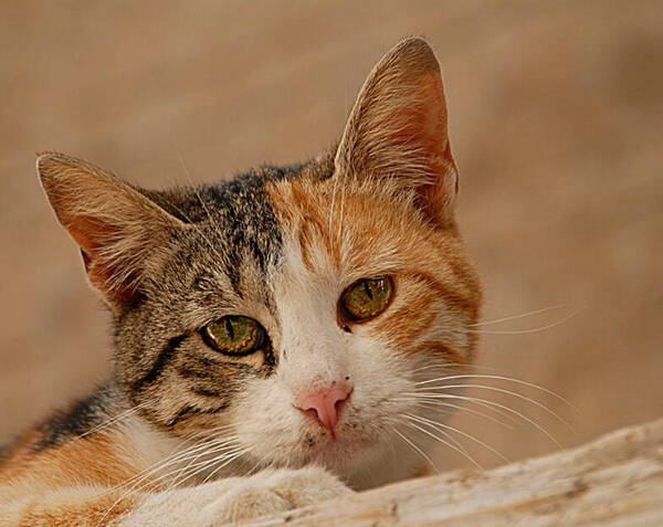 猫指甲剪流血止不了