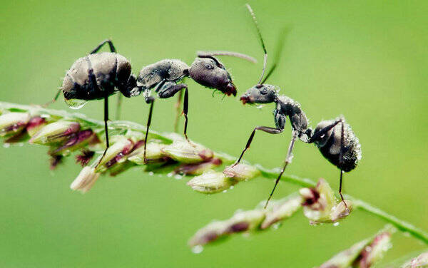 家里有小黑蚂蚁怎么办