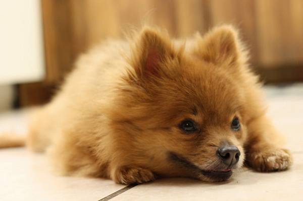 养博美犬要注意什么