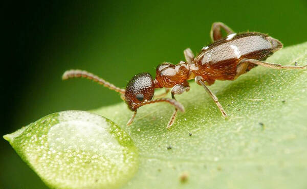蚂蚁最怕什么味道