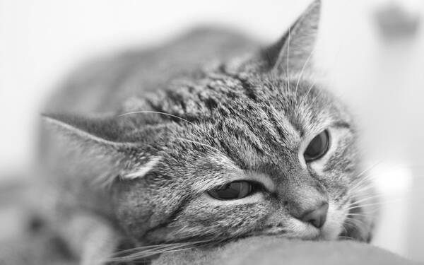 猫眼屎多是什么原因