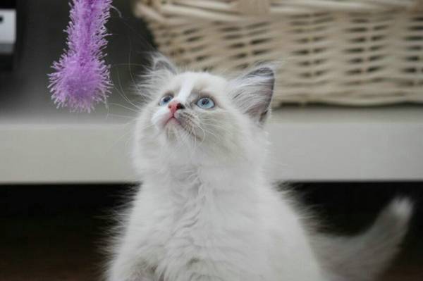 三个月猫有狂犬病吗