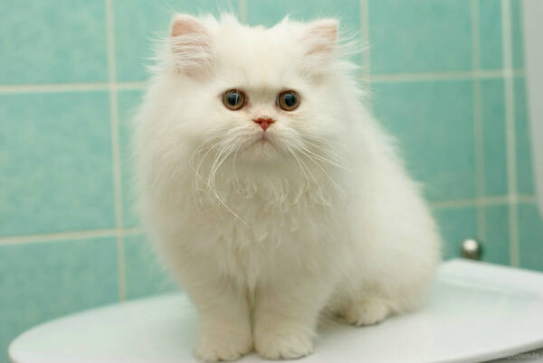 猫咪洗澡多久一次