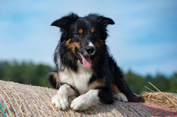 牧羊犬种类