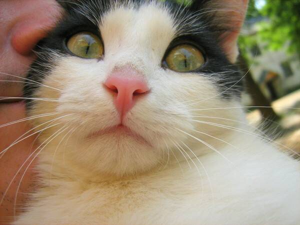猫一天吃几顿