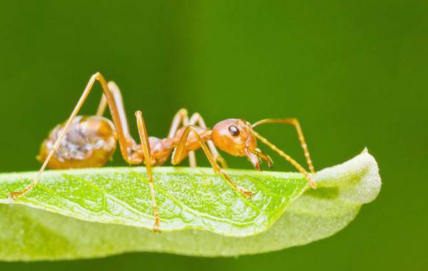 家里有红蚂蚁怎么办能除根