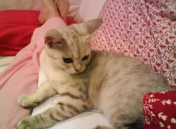 猫耳朵热代表发烧吗
