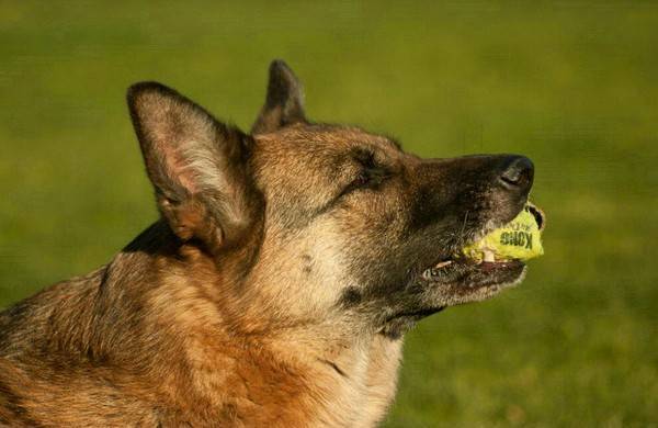 狗狗多大可以吃成犬粮