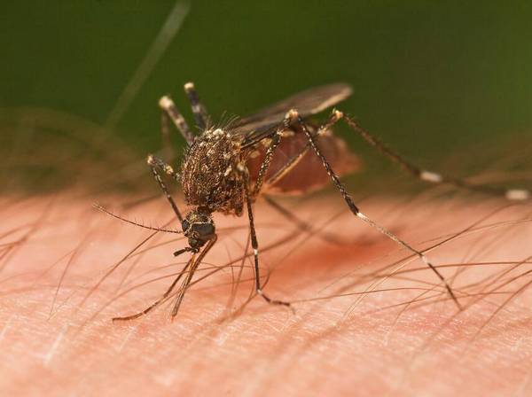 被蚊子叮咬用什么可以迅速止痒