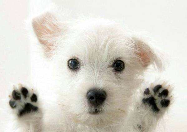 怎么判断狗狗有没有狂犬病