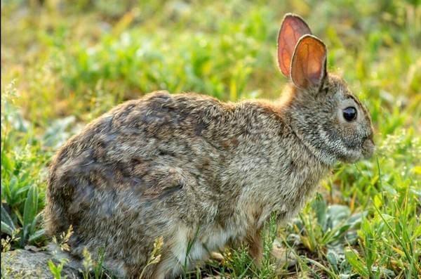 兔子喜欢吃什么样的草
