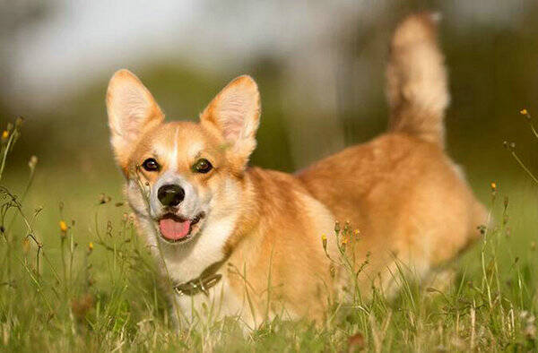 柯基犬掉毛吗