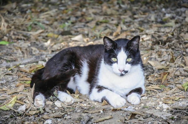 皮特芬猫舔了会中毒不