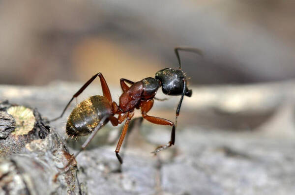 蚂蚁能活多久