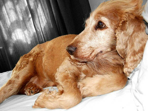 犬瘟狗狗呕吐吃什么药好