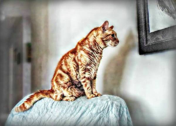 猫拉肚子吃什么药