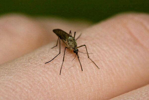 蚊子小时候叫什么名字