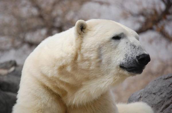 北极熊的皮肤是什么颜色
