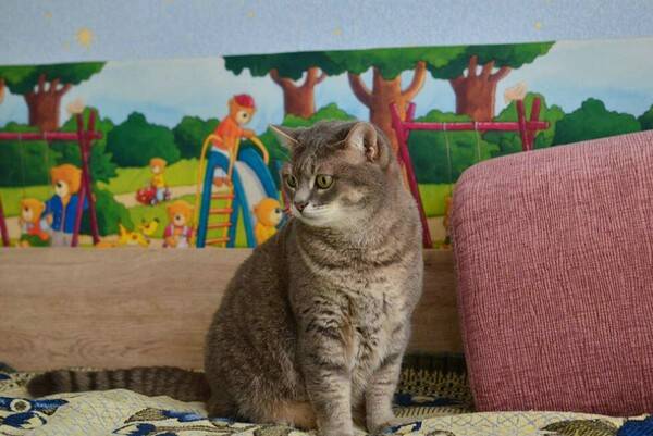 猫的正常体温