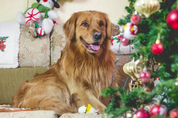 金毛犬起名字大全