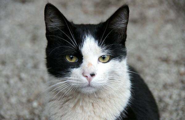 猫不打疫苗会怎样