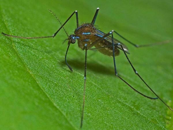 如何灭蚊子最有效的方法