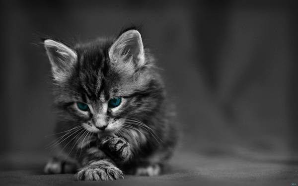 2个月小猫怎样适应新家