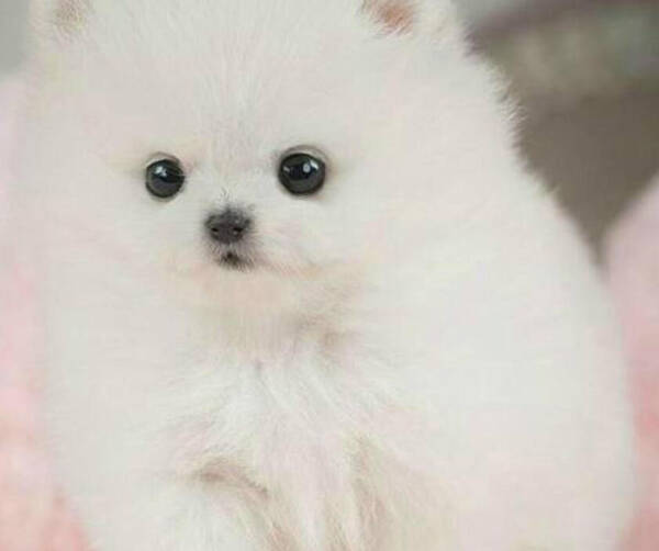 狗能活几年