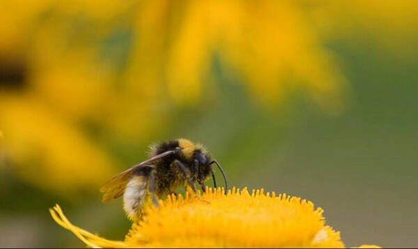 蜜蜂的天敌是什么动物