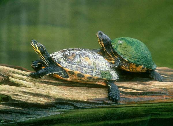 乌龟为什么喜欢叠罗汉