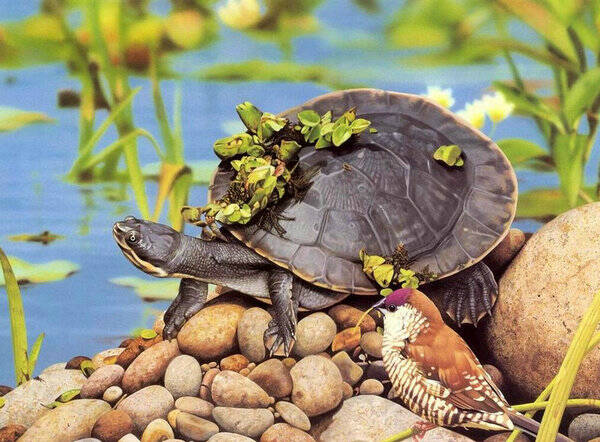 乌龟喜欢玩什么