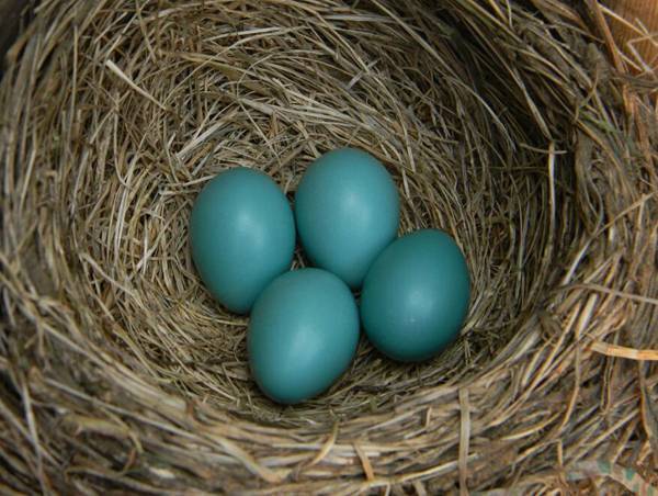 鸟蛋怎么孵化