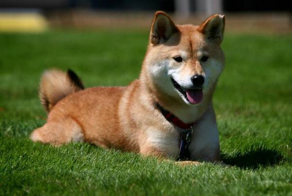 秋田犬在哪里买