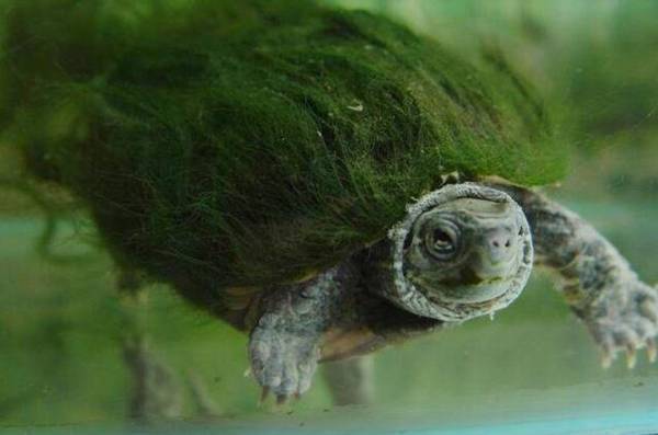 绿毛龟怎么种上绿毛的