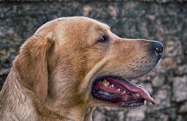 训练拉布拉多犬的技巧