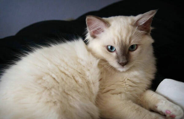 猫五个月可以绝育吗