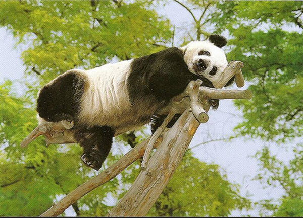 大熊猫假孕有哪些