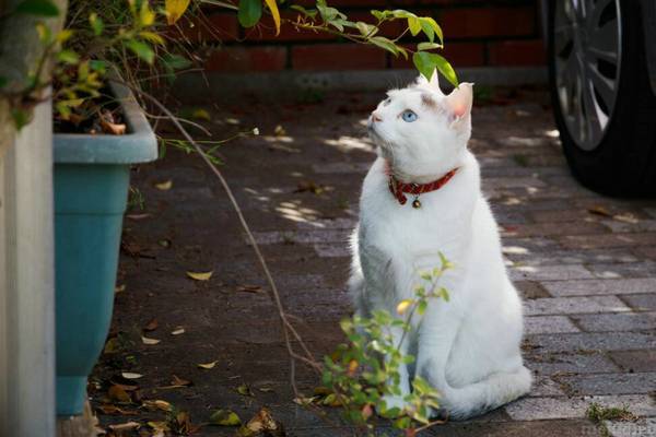 猫咪口臭是什么原因