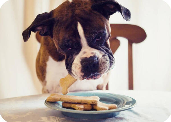 泰迪幼犬狗粮喂多少