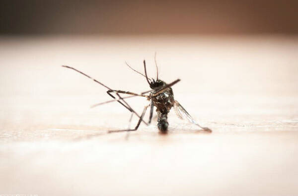 蚊子为什么会吸血