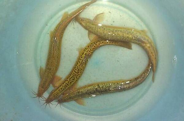 泥鳅怎样养