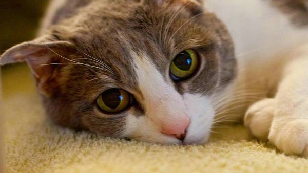 猫拉肚子但是精神很好