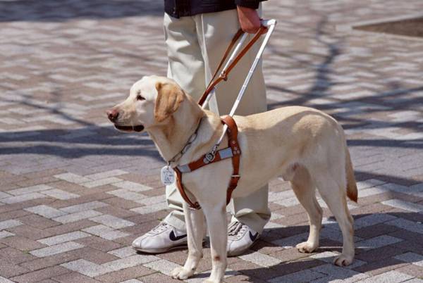 导盲犬是什么狗