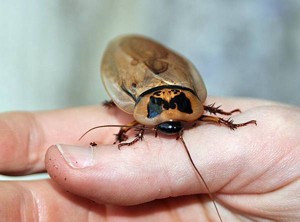 蟑螂的繁殖速度有多快