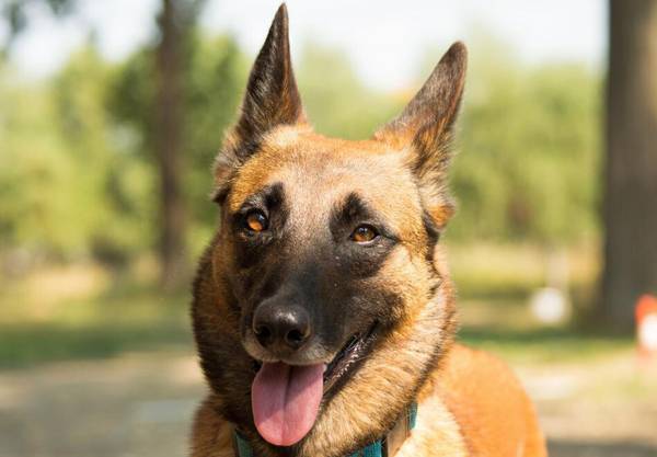 马犬怎么训