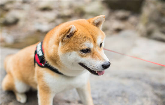 导盲犬要不要绝育 看完你就知道了