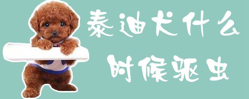 泰迪犬什么时候驱虫