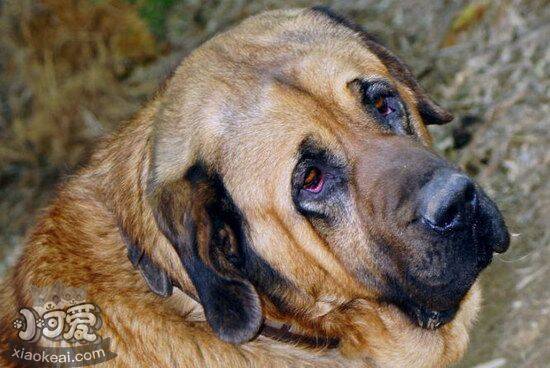 马士提夫獒犬怎么驱虫 马士提夫獒犬驱虫方法