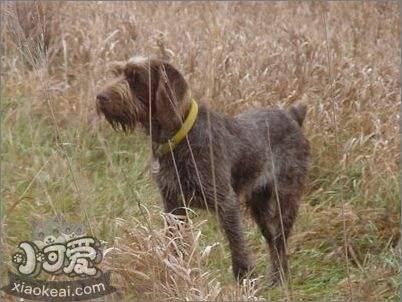 史毕诺犬咳嗽怎么治疗 史毕诺犬咳嗽流鼻涕治疗方法